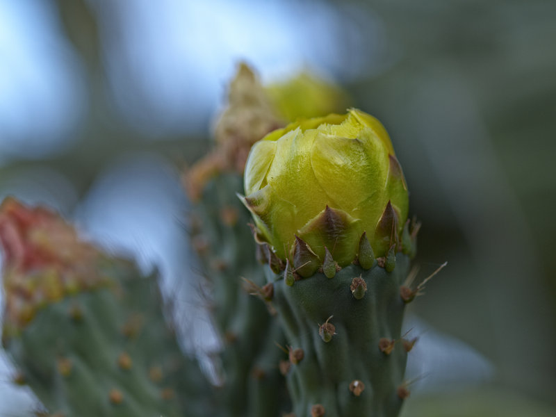 Okonjima, Cactus